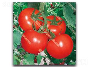 �ɼtһ̖����-���ѷN��-����N�I(y��)