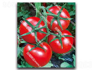 �t�P��һ̖-���ѷN��-����N�I(y��)