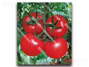 ����׿����̖-���ѷN��-����N�I(y��)