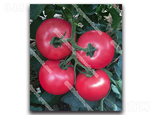 ����������̖-���ѷN��-����N�I(y��)