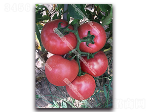 ��������һ̖-���ѷN��-����N�I(y��)