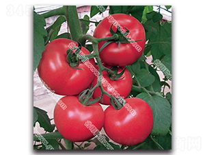 �����쌚338-���ѷN��-����N�I(y��)