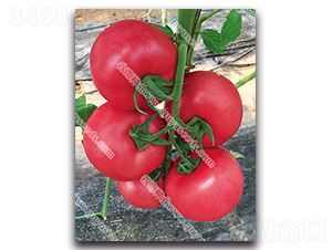 �����쌚326-���ѷN��-����N�I(y��)