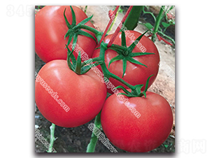 �������n575-���ѷN��-����N�I(y��)