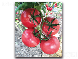 �������n��̖-���ѷN��-����N�I(y��)