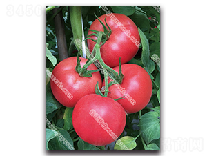 �������n��̖-���ѷN��-����N�I(y��)