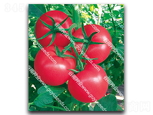 ����׿����̖-���ѷN��-����N�I(y��)