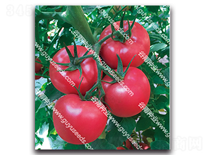 ����׿����̖-���ѷN��-����N�I(y��)