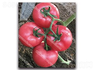 ����׿�۶�̖-���ѷN��-����N�I(y��)