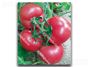 ����׿��һ̖-���ѷN��-����N�I(y��)