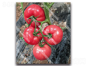 ����׿��227-���ѷN��-����N�I(y��)