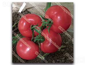 ����������̖-���ѷN��-����N�I(y��)