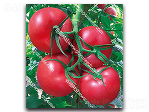 ����������̖F1-���ѷN��-����N�I(y��)