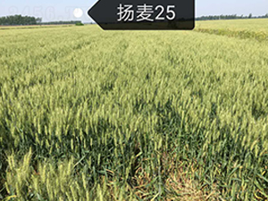 �P(y��ng)��25-С���N��-ϲ����