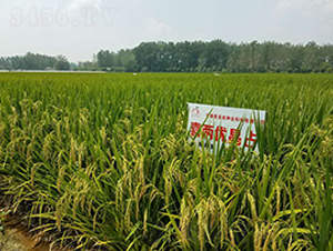 ϲ�Ƀ�(y��u)��ռ-ˮ���N��-ϲ����