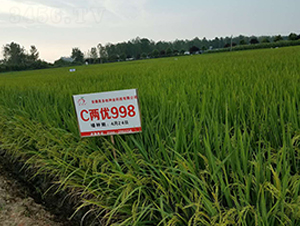 C�Ƀ�(y��u)998-ˮ���N��-ϲ����