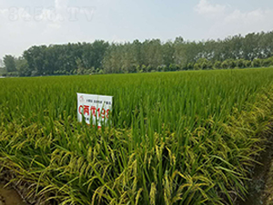 C�Ƀ�(y��u)198-ˮ���N��-ϲ����