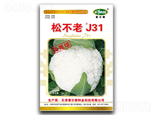 �ɲ���J31-�ɻ��˷N��-�ݠ���