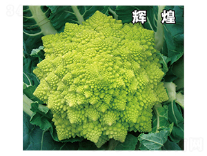 �x��-���˷N��-�ݠ���