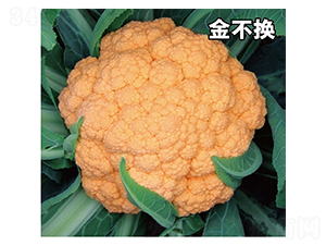 �𲻓Q-���˷N��-�ݠ���