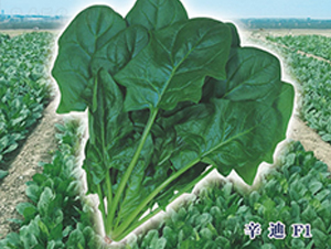 ����F1-���˷N��-ʥ�A���S