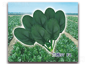 �m��57F1-���˷N��-ʥ�A���S