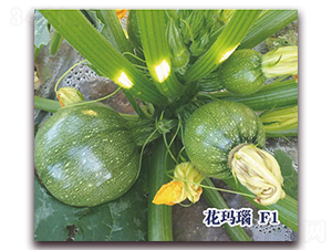 �����F1-�����J�N��-ʥ�A���S