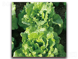 ������ͳ�޷����-���˷N��-ʥ�A���S