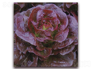 �t��2̖-���˷N��-ʥ�A���S