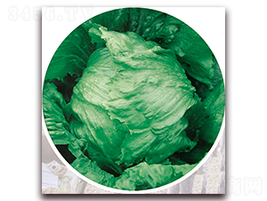 �G�⣨1108��-���˷N��-ʥ�A���S