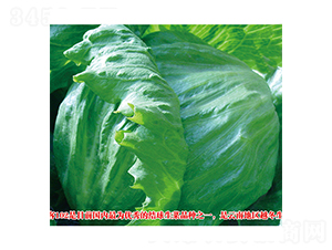 ���ͣ�102��-���˷N��-ʥ�A���S