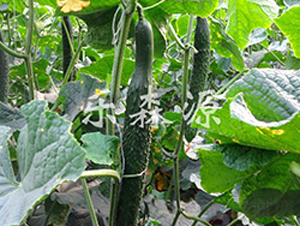 ����S��-�S�ϷN��-��(l��)ɭԴ