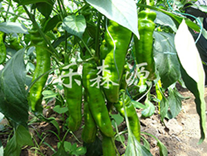 ��������-�����N��-��ɭԴ