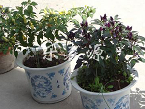 �^�p�ó��콷-���콷�N��-��ɭԴ