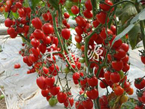 �t��-���ҷ��ѷN��-��ɭԴ