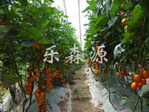 �S�ᭇ-���ҷ��ѷN��-��ɭԴ