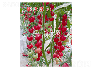 ��ؐؐ-���ҷ��ѷN��-��ɭԴ