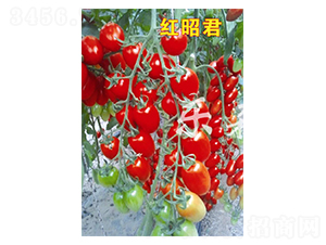 �t�Ѿ�-���ҷ��ѷN��-��ɭԴ