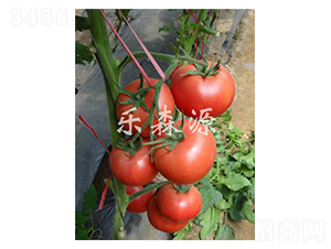 �������-���ѷN��-��ɭԴ