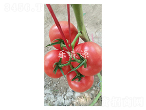 �P��-���ѷN��-��ɭԴ