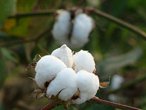 ���s��9̖(h��o)-�޻��N��-���r(n��ng)�l(f��)