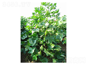 ��ʢ��66-�޻��N��-���r(n��ng)�l(f��)