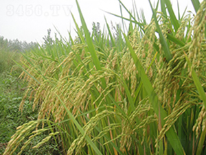 �V�Ƀ�(y��u)558-ˮ���N��-���r(n��ng)�l(f��)