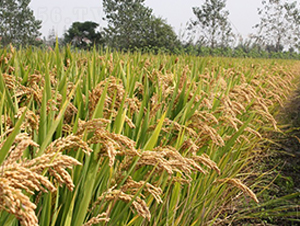 �P��805-ˮ���N��-���r(n��ng)�l(f��)