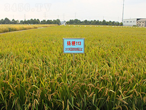 �P��113-ˮ���N��-���r(n��ng)�l(f��)