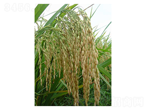 ��ʢ�탞(y��u)1̖-ˮ���N��-���r(n��ng)�l(f��)