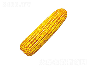 º��1̖-���׷N��-���r(n��ng)�l(f��)