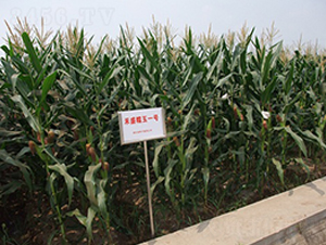 ��ʢŴ��1̖-���׷N��-���r(n��ng)�l(f��)