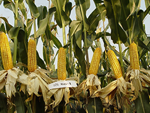 ����7̖-���׷N��-���r(n��ng)�l(f��)