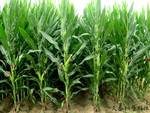 ��̩14̖-���׷N��-���r(n��ng)�l(f��)